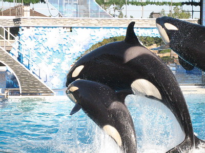 free Willi Shamu